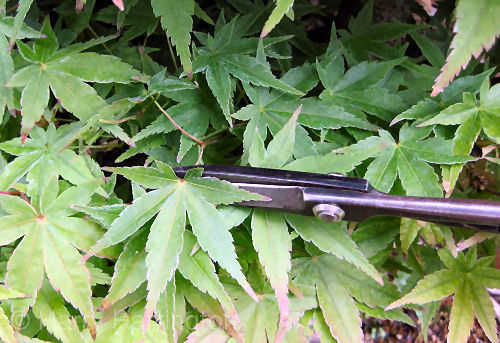 acer palmatum leaf